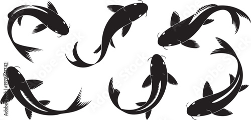 Collection of koi fish silhouettes in various swimming positions. Silhouette  vector illustration with out background.