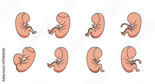Stages of Human Embryonic Development Depicted in Illustrations.