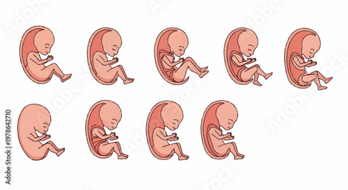 Human Fetal Development Stages Illustrated.