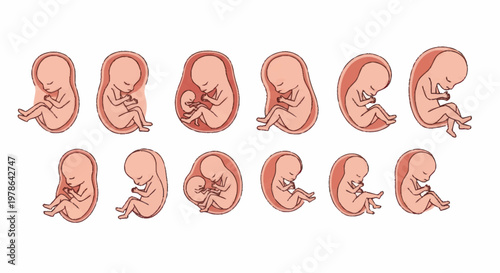 Stages of Human Fetal Development Illustrated.