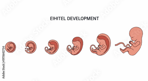 Embryonic Development Stages Visualized Chronologically.