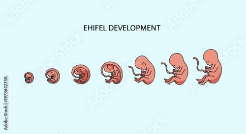 Stages of Fetal Development from Conception to Early Gestation.