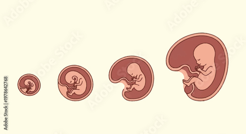 Human Fetal Development Stages Illustration.