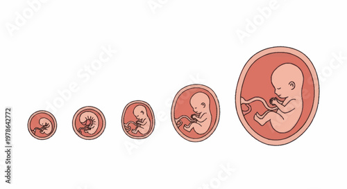 Stages of human fetal development and growth illustration.