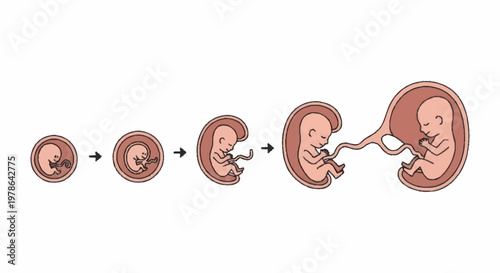 Human Fetal Development Stages Illustration.
