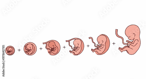 Human Fetal Development Stages Illustration.