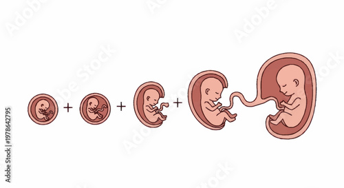 Human Fetal Development Stages From Conception to Birth.