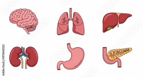 Human Anatomy Organs Set Medical Illustration.