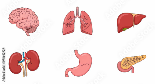 Collection of Human Internal Organs Anatomical Illustrations.