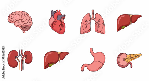 Collection of Human Organs Anatomical Illustrations.