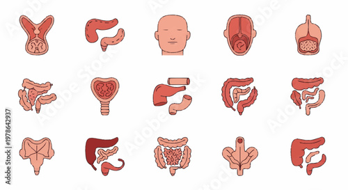 Collection of Human Internal Organs and Body Parts.