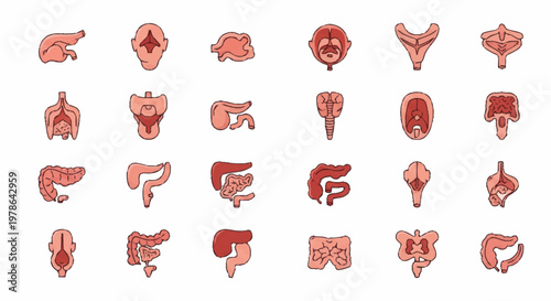Collection of Human Internal Organs Anatomical Illustrations.