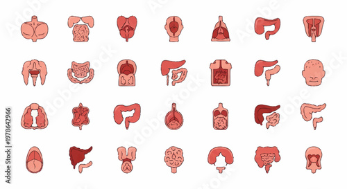 Collection of Human Internal Organs Anatomical Illustrations.