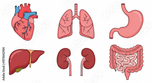 Human Organs Anatomy Medical Illustration Set.