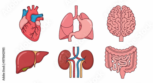 Human Internal Organs Anatomical Illustrations Set.
