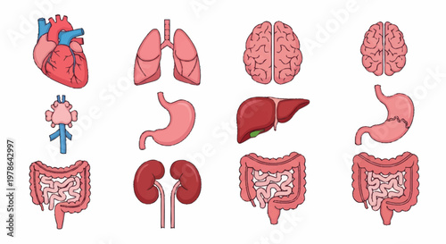 Collection of Human Internal Organs Anatomical Illustrations.