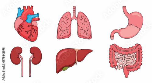 Human Internal Organs Anatomy Medical Illustration.