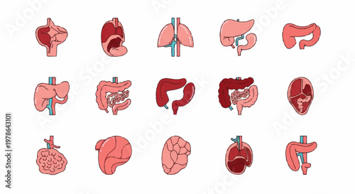 Collection of Human Internal Organs Anatomical Illustrations.
