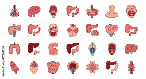 Collection of Human Internal Organs Anatomical Illustrations.