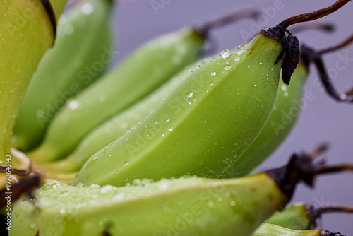 Close-up of Fresh Green Unripe Bananas with Water Droplets