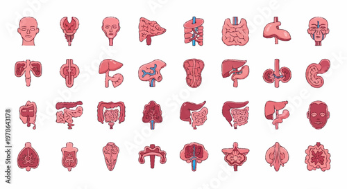 Collection of Human Internal Organs Anatomical Illustrations.