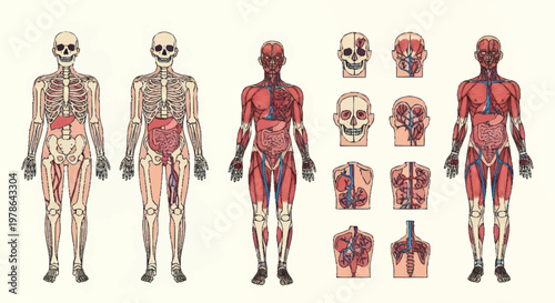 Human Anatomy Diagram Showing Skeleton Muscles and Organs.
