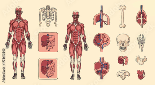 Detailed anatomical illustration of human muscular system and organs.
