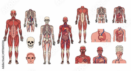 Anatomical Illustrations of Human Body Systems and Organs.