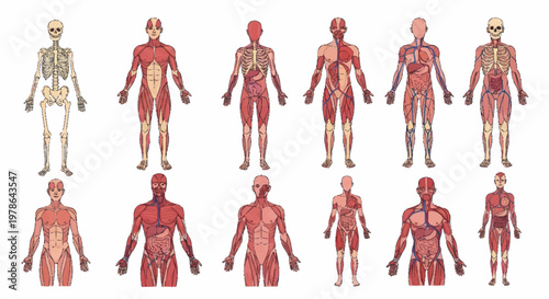 Human Anatomy Diagrams Showing Skeletal and Muscular Systems.