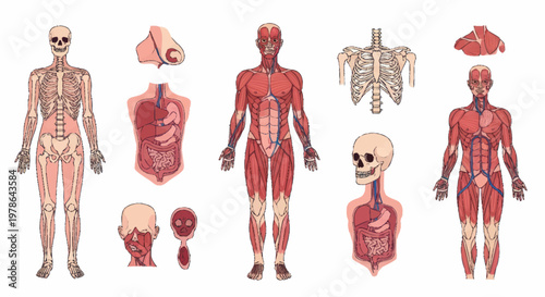 Human Anatomy Medical Illustration Showing Muscular and Skeletal Systems.