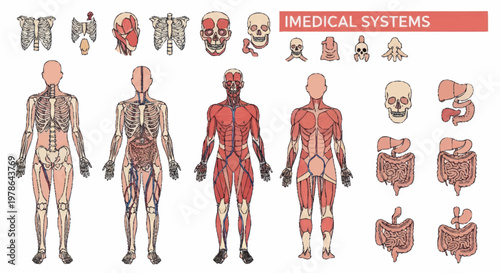 Detailed Human Anatomy Illustration Showing Muscular System Skeletal System and Organs.