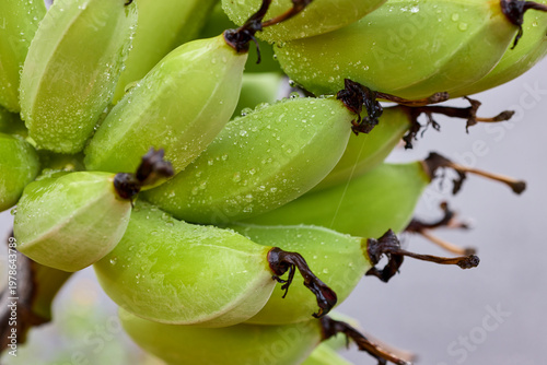 Close-up of Fresh Green Unripe Bananas with Water Droplets