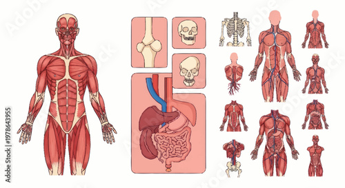 Anatomical illustration of human muscular system and organs.