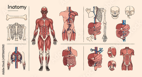 Detailed human anatomy illustration showing muscles skeleton and organs.