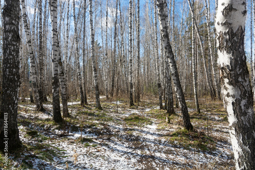 Schilderij op canvas Beautiful birch forest landscape in early spring with melting snow