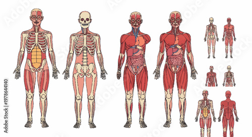 Human Anatomy Muscular System Skeletal System Organs.