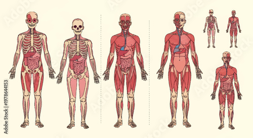 Human Anatomy Muscular System and Skeletal System Diagrams.