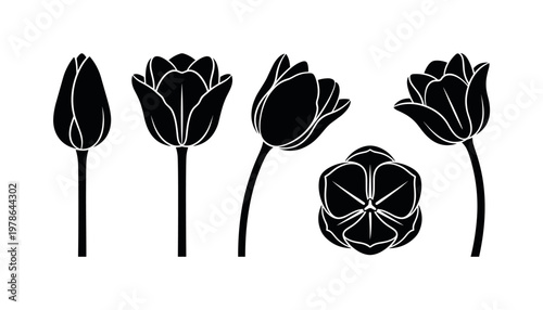 Tulip flowers including closed tulip bud, open tulip bloom, side view tulip flower, front facing tulip, slightly curved tulip