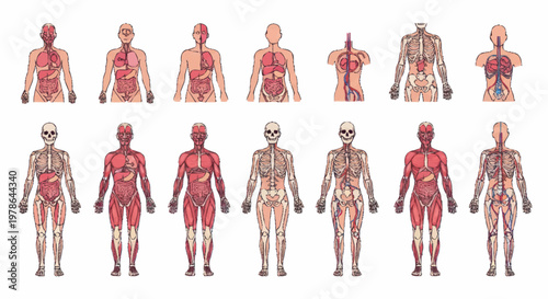 Anatomical Human Body Systems Diagrams Collection.