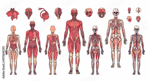 Detailed Human Anatomy Muscular and Skeletal Systems Visualized.