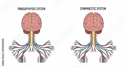 Diagram of the parasympathetic and sympathetic nervous systems.