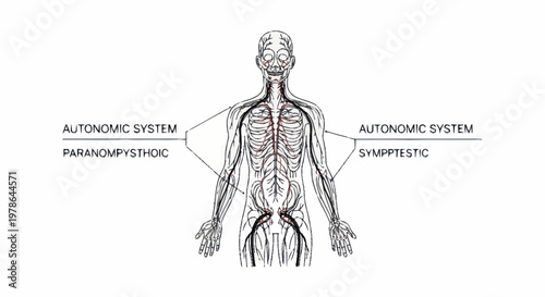 Human Autonomic Nervous System Diagram.
