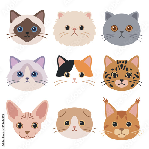 Cute Cat Breeds Faces Vector Collection, Siamese Persian British Shorthair Ragdoll Calico Bengal Sphynx Scottish Fold Maine Coon Heads Illustration
