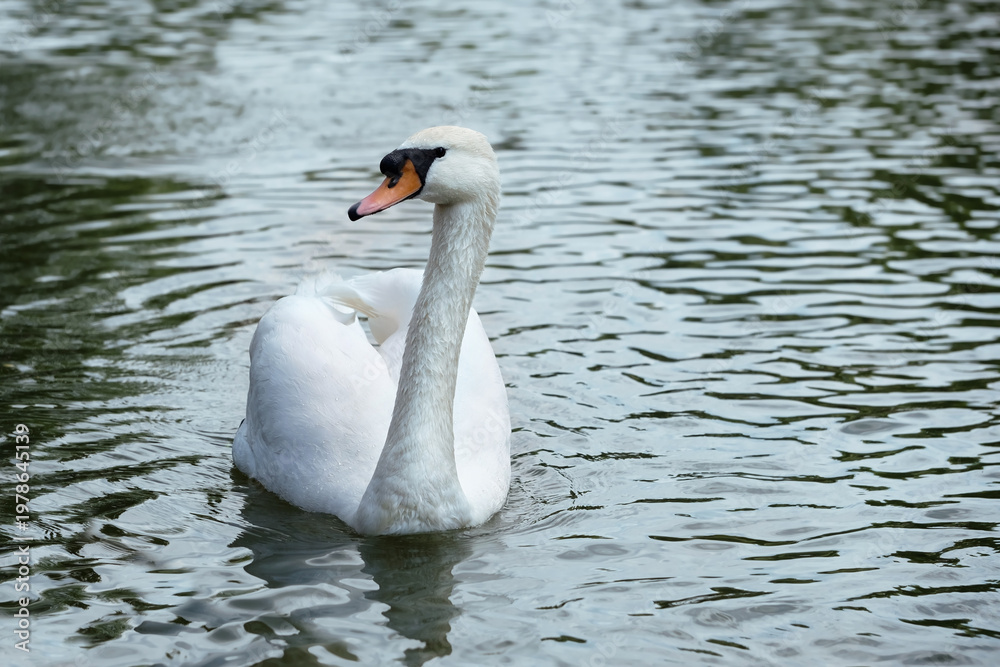 Obraz premium beautiful portrait of white swan (Mute Swan) swimming in water, natural abstract background. Swan bird symbol of purity, fidelity love. care of waterfowl birds, save wildlife concept