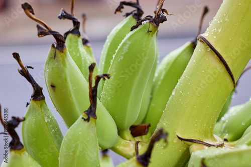 Close-up of Fresh Green Unripe Bananas with Water Droplets