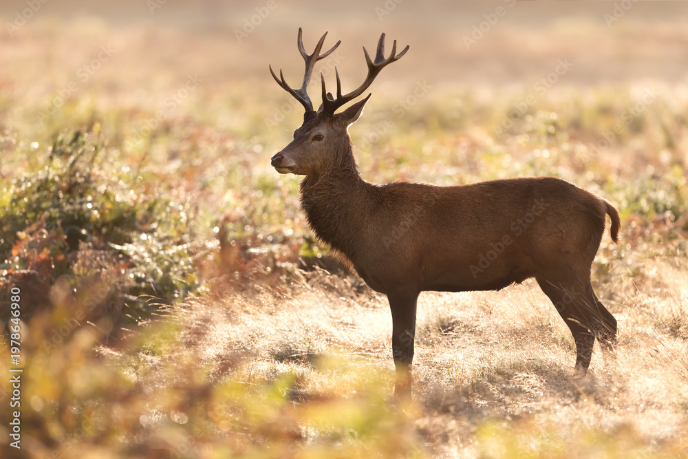 Fototapeta premium Young red deer stag standing in the grass at sunrise in autumn
