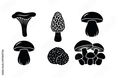 Wild mushrooms including chanterelle mushrooms, morel mushrooms, porcini mushrooms, truffle mushrooms, mixed forest mushrooms,