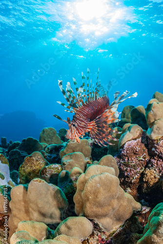 Red Lionfish Swimming Over Coral Reef in the Red Sea