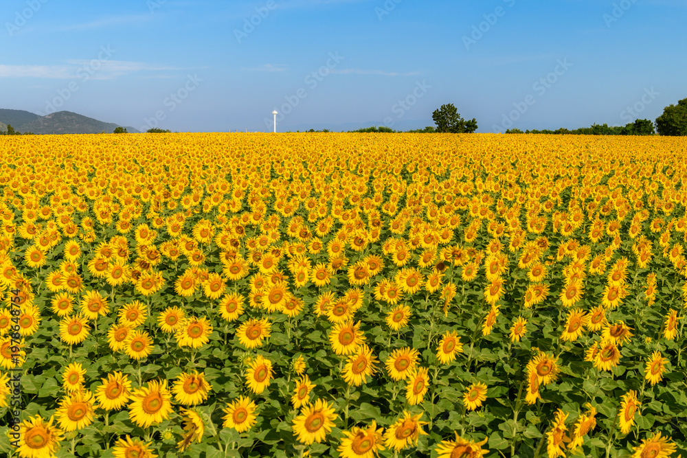 Fototapeta premium Endless Sunflower Field Under Blue Sky. Summer Countryside Landscape