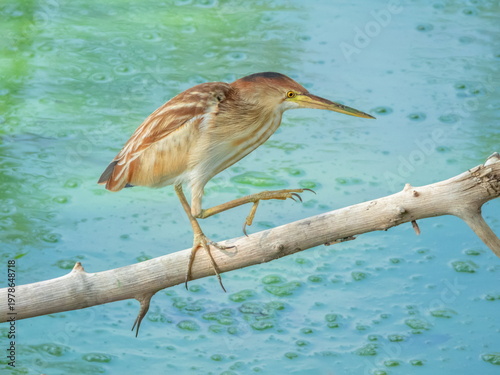 Photos Yellow bittern bird, Botaurus sinensis, walking on a branch, Phuket, Thailand